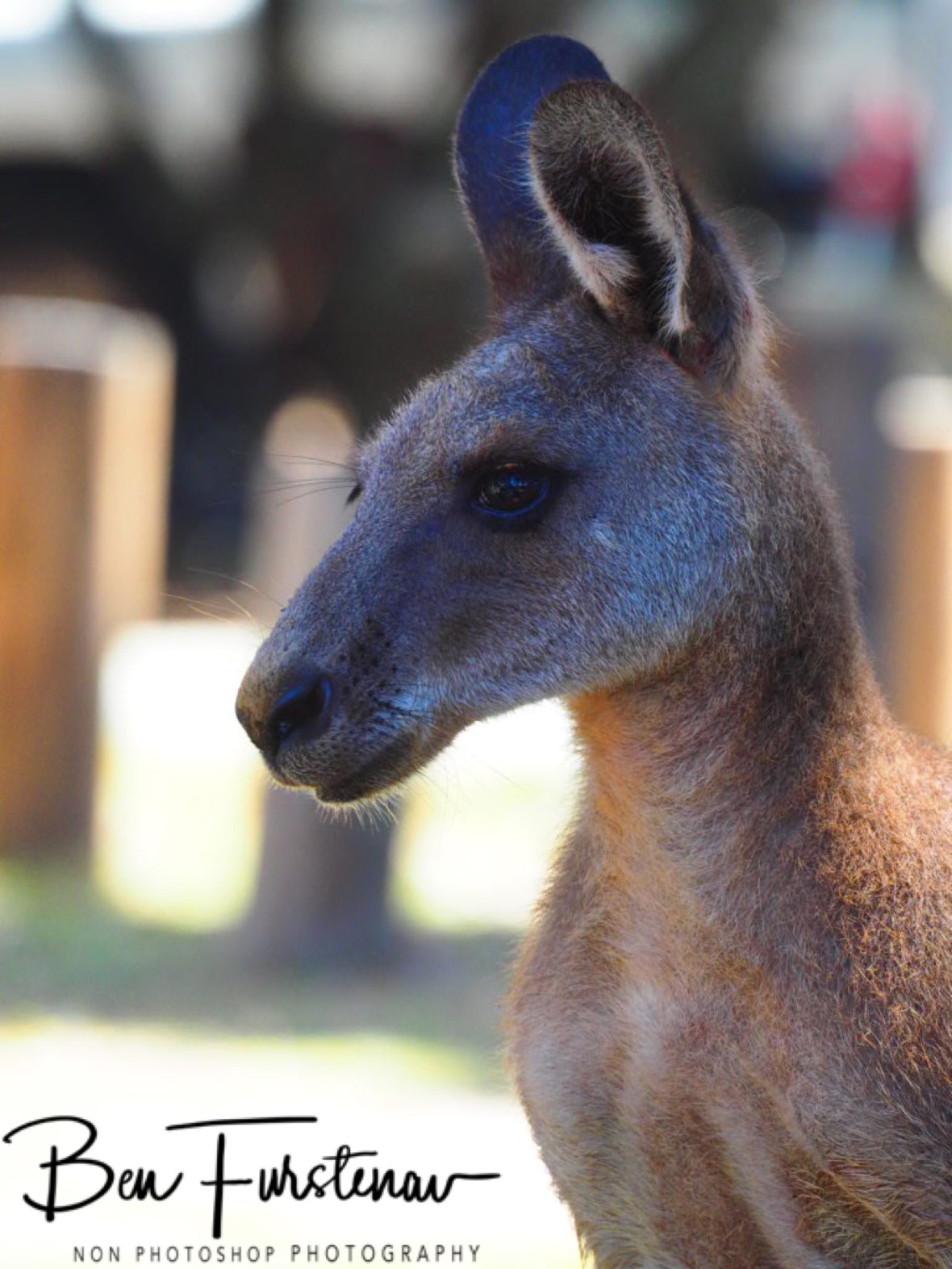 Boomer rang? Woody Head, New South Wales, Australia 