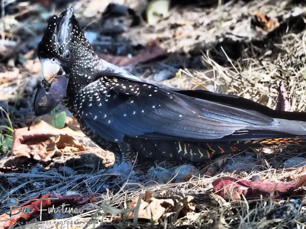 Should I stay or should I go now! Townsville, Queensland, Australia 