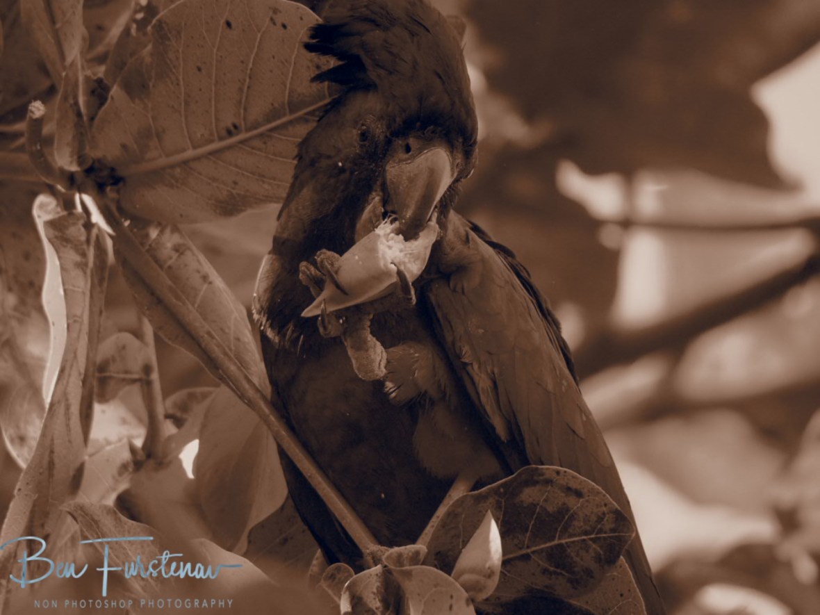 What’s up wid chew? Townsville, Queensland, Australia 