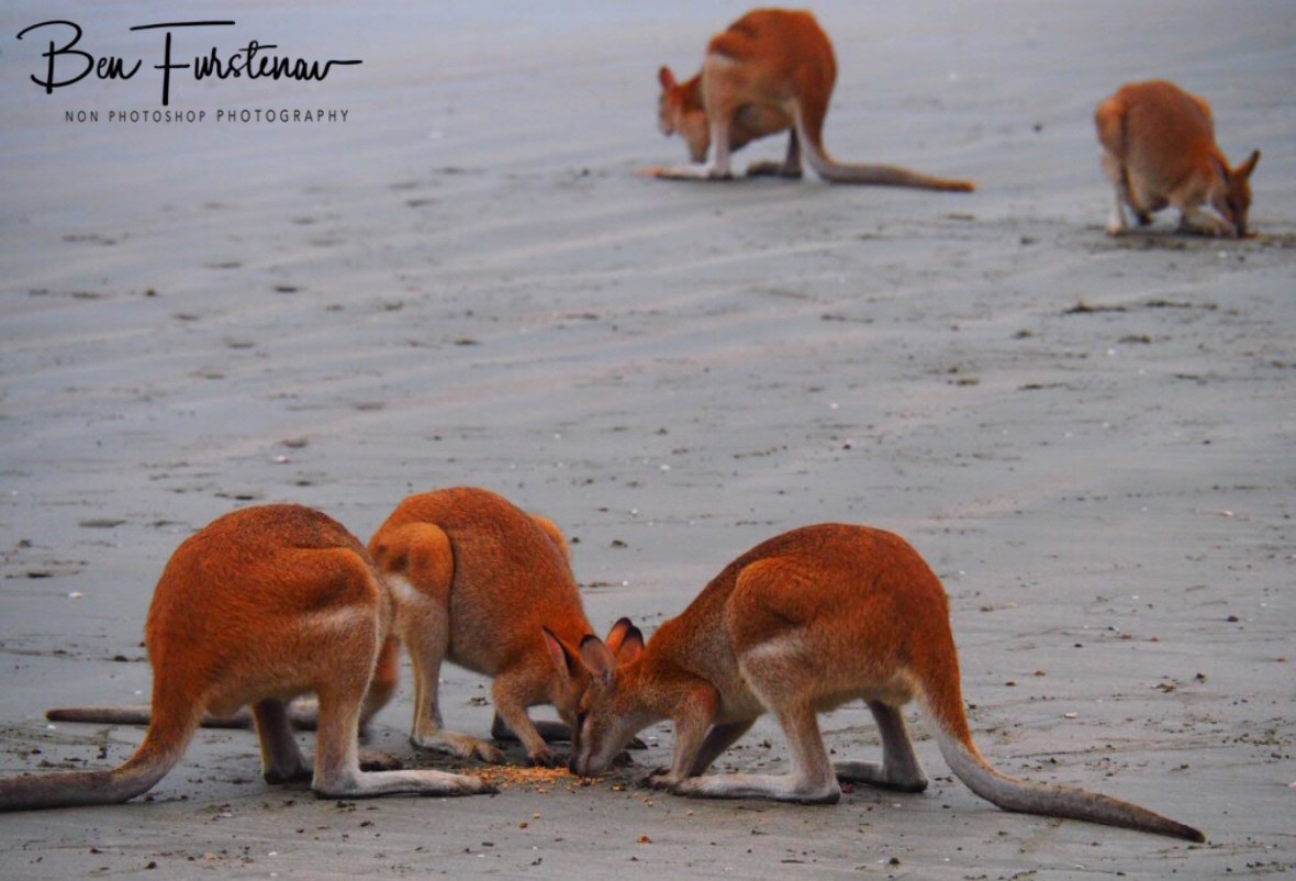 Feeding grounds at Cape Hillsborough, Queensland, Australia 