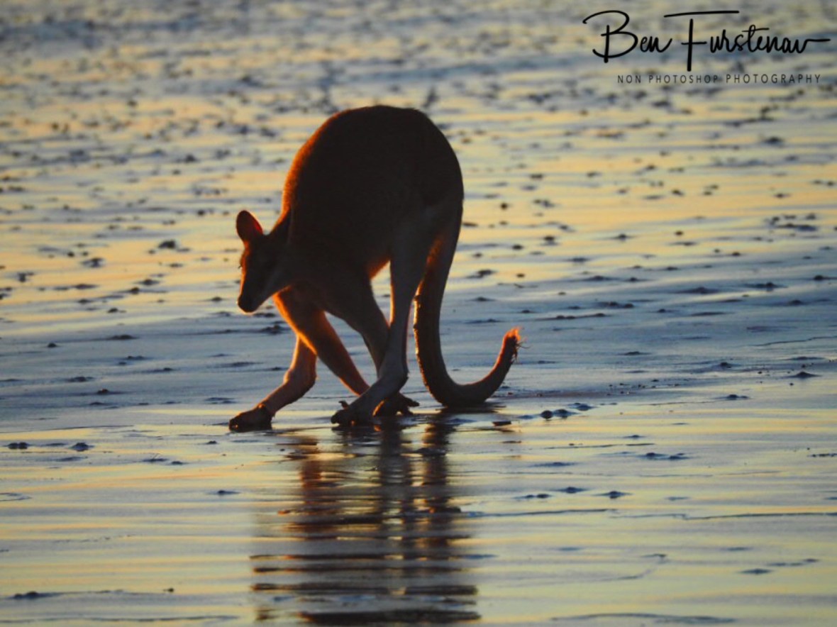 Twisted at Cape Hillsborough, Queensland, Australia