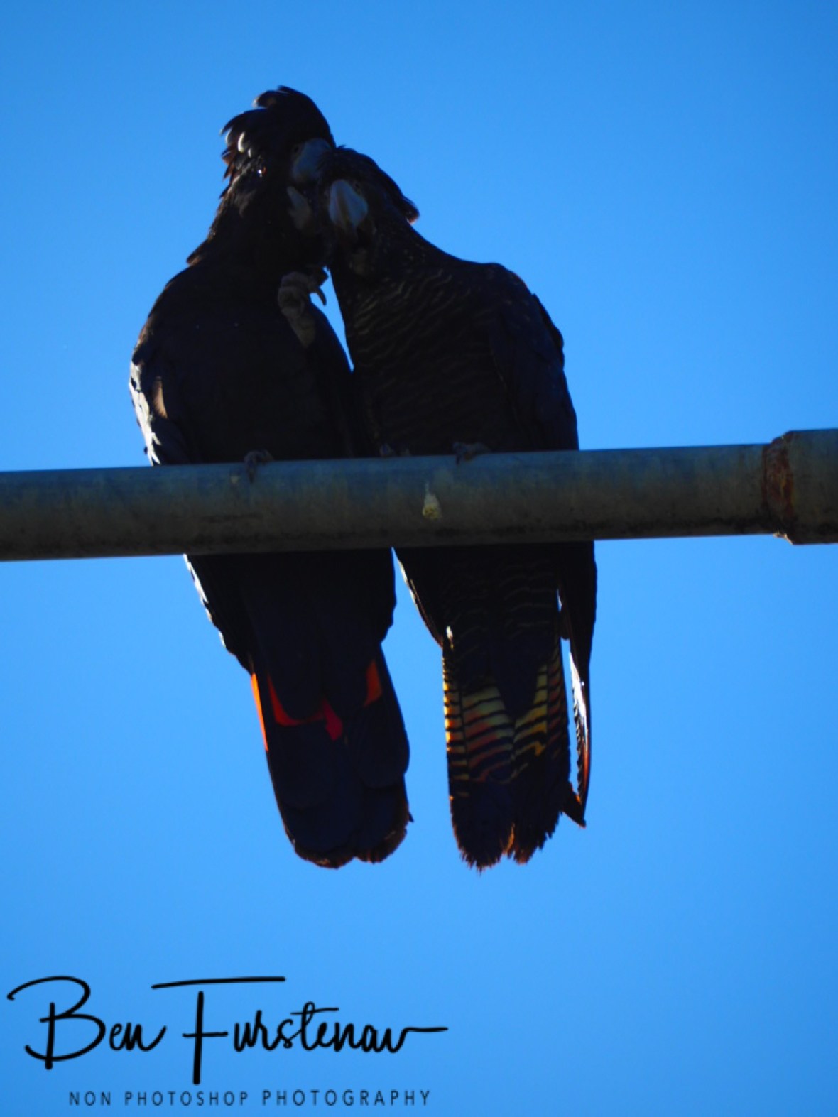 Happy ever after in Townsville, Queensland, Australia 