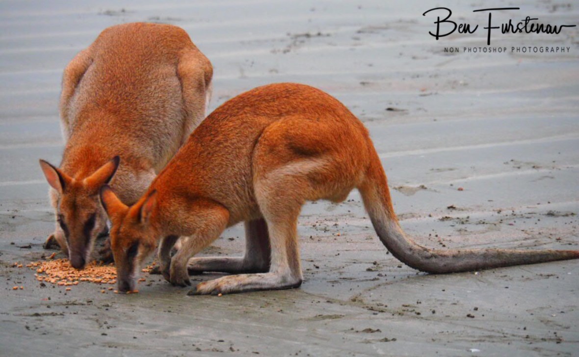 Wet and cold conditions at Cape Hillsborough, Queensland, Australia 