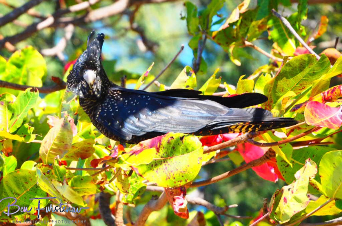 Still keeping an eye out for me and my OM-D in Townsville, Queensland, Australia 