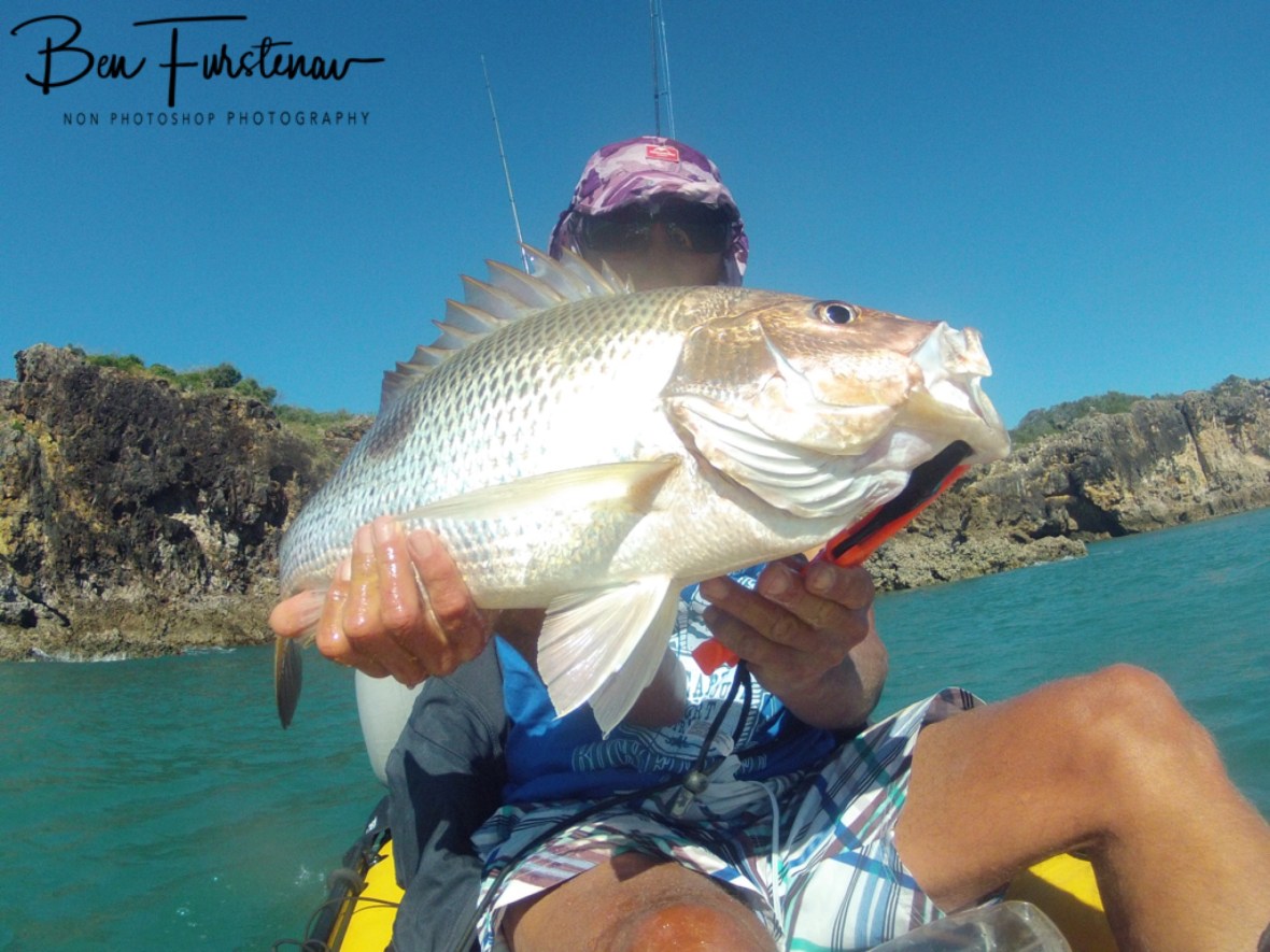 The Fingermark that gives this fish it’s name at Cape Hillsborough, Queensland, Australia 