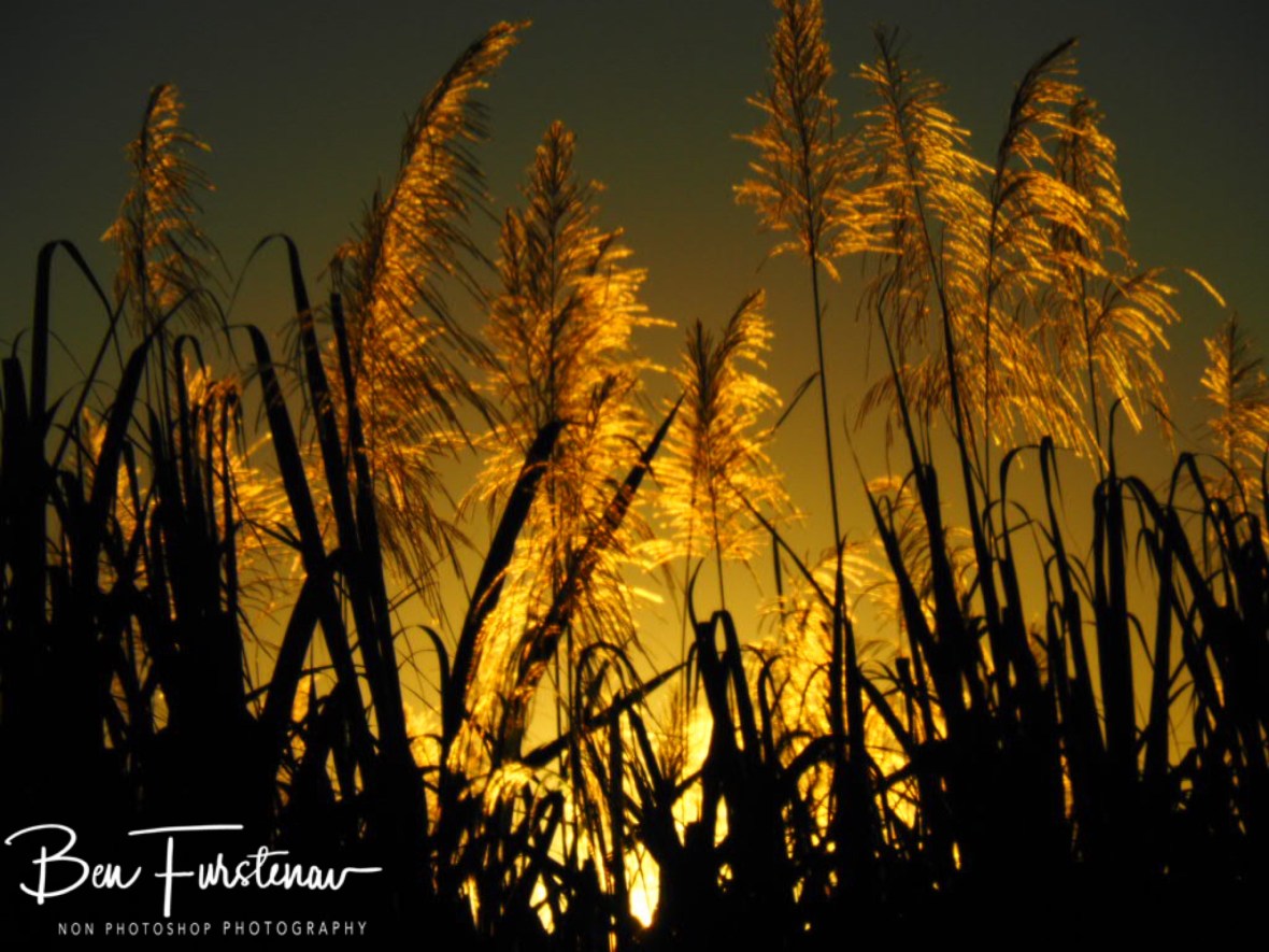 Flowering sugarcane at sunset near Mackay, Queensland, Australia 