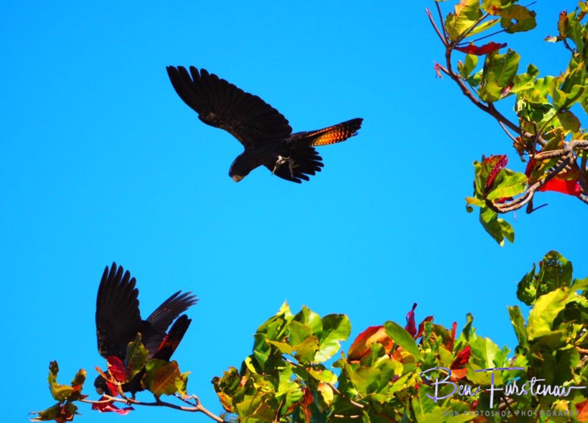 Cockatoo swoop in Townsville, Queensland, Australia 