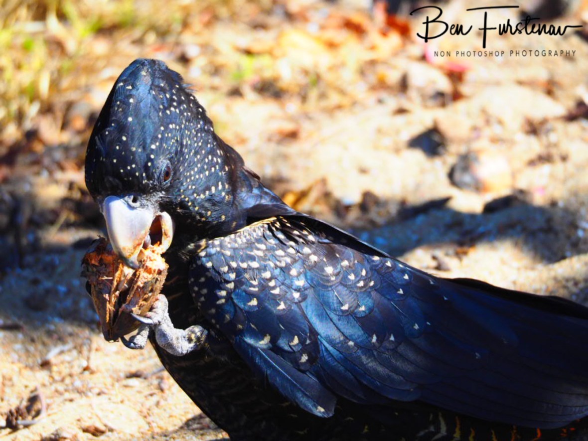 Lefty! Townsville, Queensland, Australia 