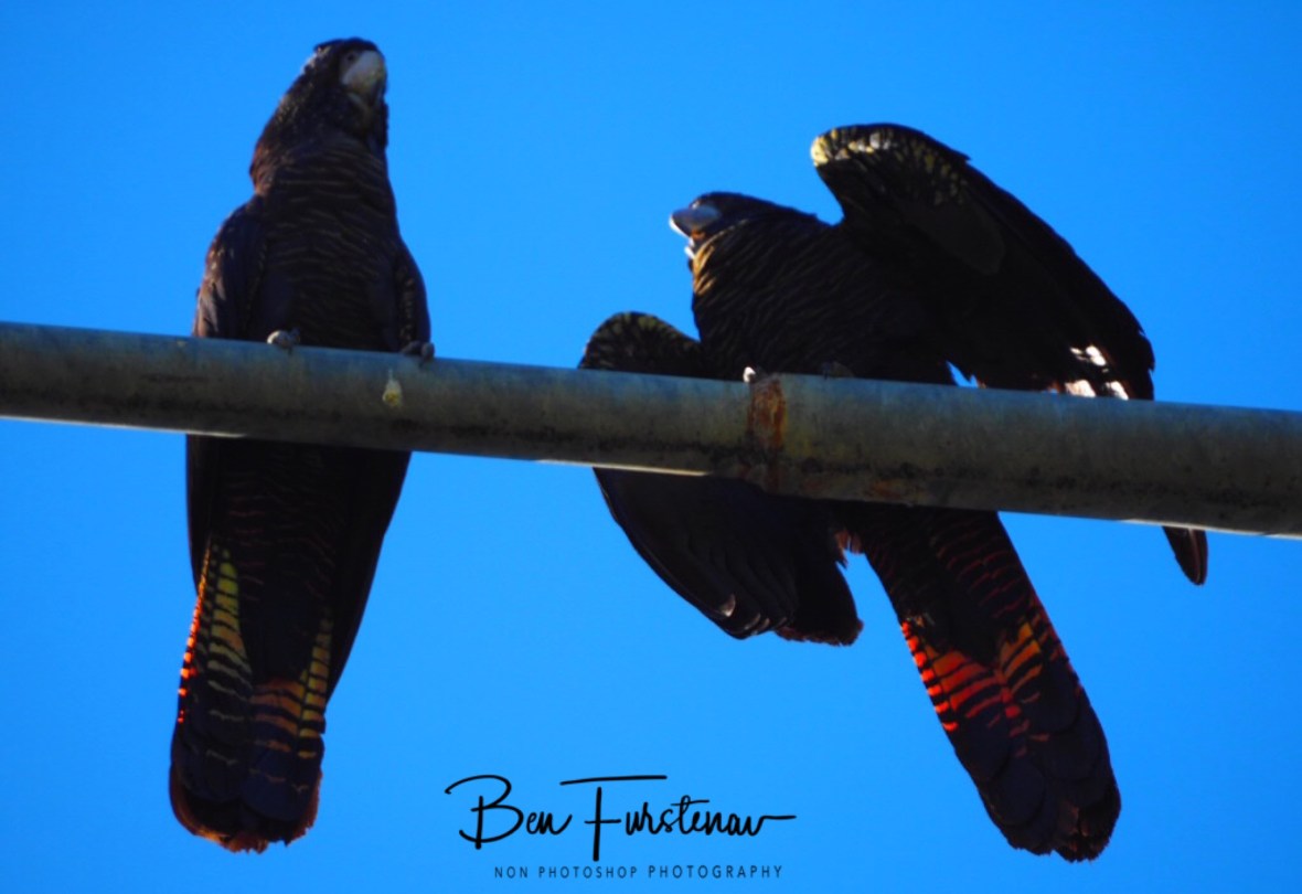 Scared offspring in Townsville, Queensland, Australia