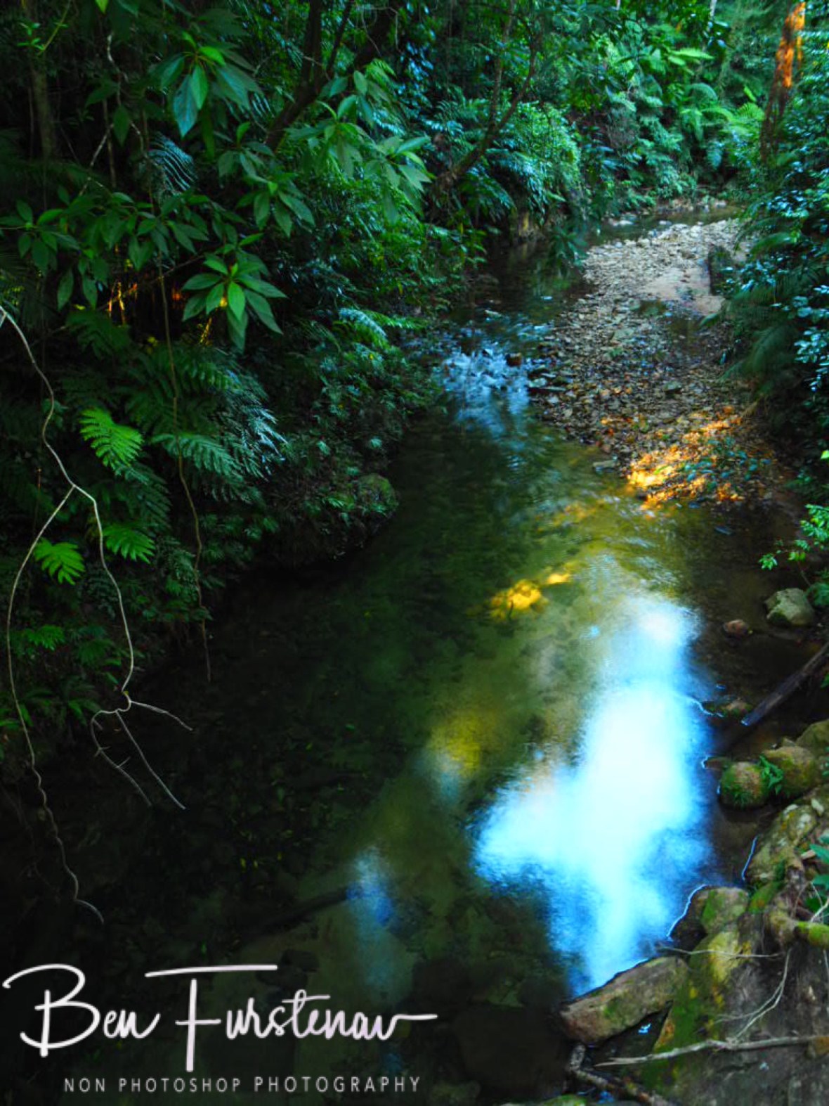 Naturalist delight at Little Crystal Creek, Northern Queensland, Australia