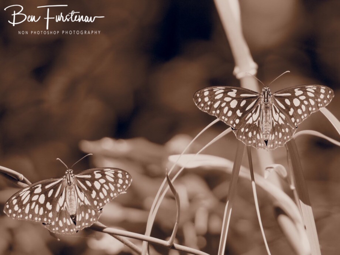 Butterflies at plenty at Cape Hillsborough, Queensland, Australia 