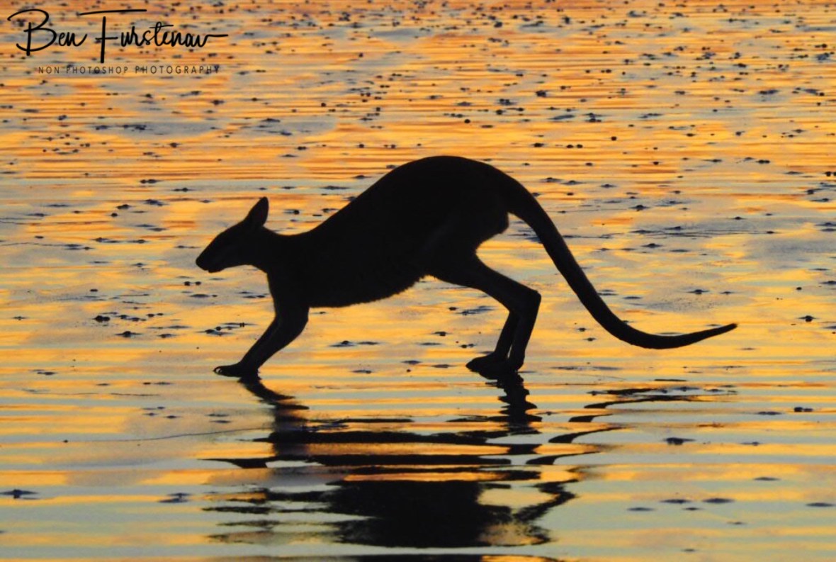 Silhouette and shadows at Cape Hillsborough, Queensland, Australia 