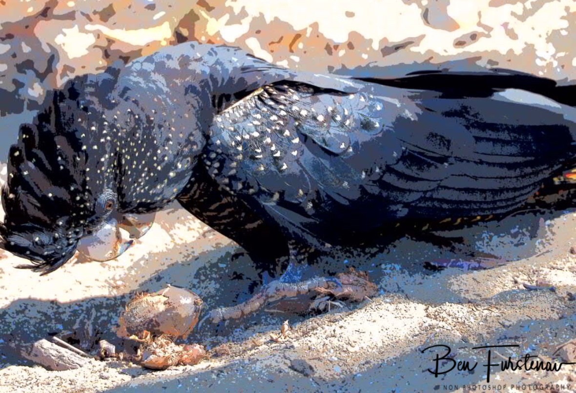 Oh look! There’s more! Townsville, Queensland, Australia 