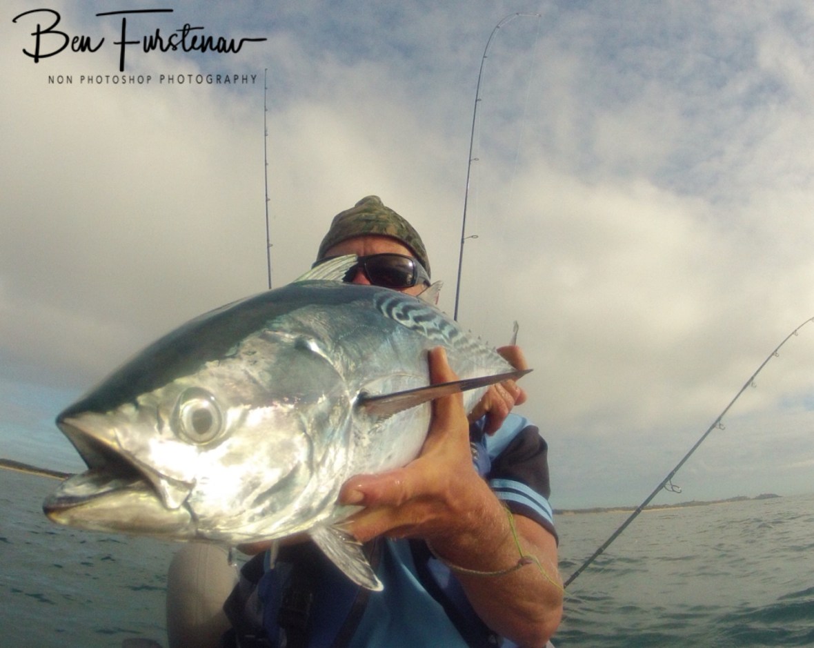 A decent Macktuna landed in Mackay, Queensland, Australia 