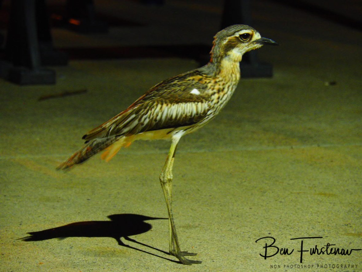 Park night warden at Townsville, Queensland, Australia 