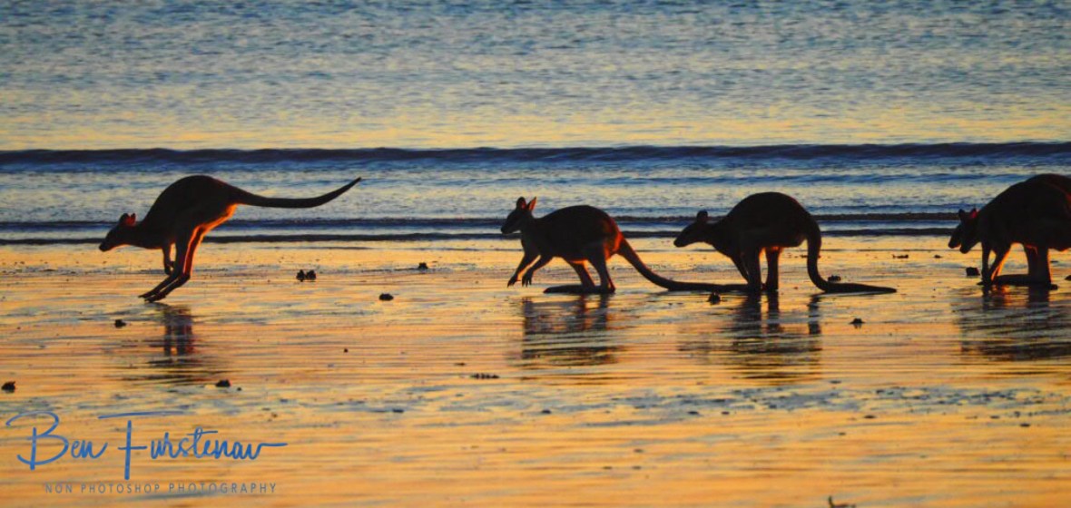 Wait for me! Cape Hillsborough, Queensland, Australia