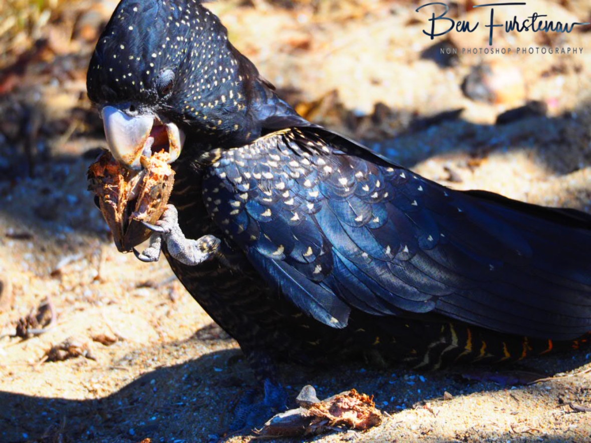 Brilliant shiny display on colours in Townsville, Queensland, Australia