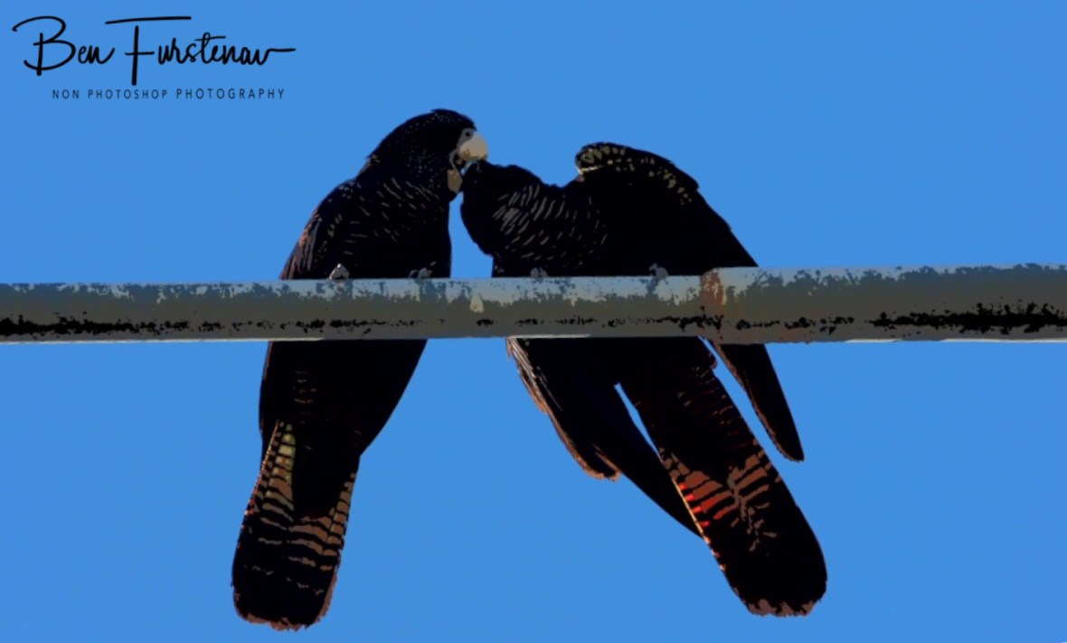 Awwww! Townsville, Queensland, Australia 