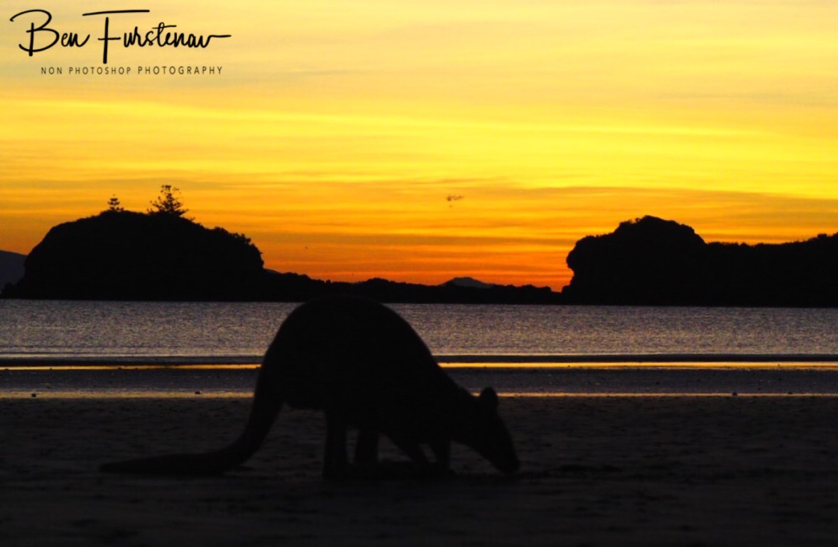 Beach wallabies at sunrise at Cape Hillsborough, Queensland, Australia 