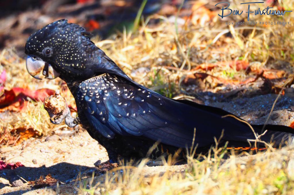 Surprised Beach goers in Townsville, Queensland, Australia 