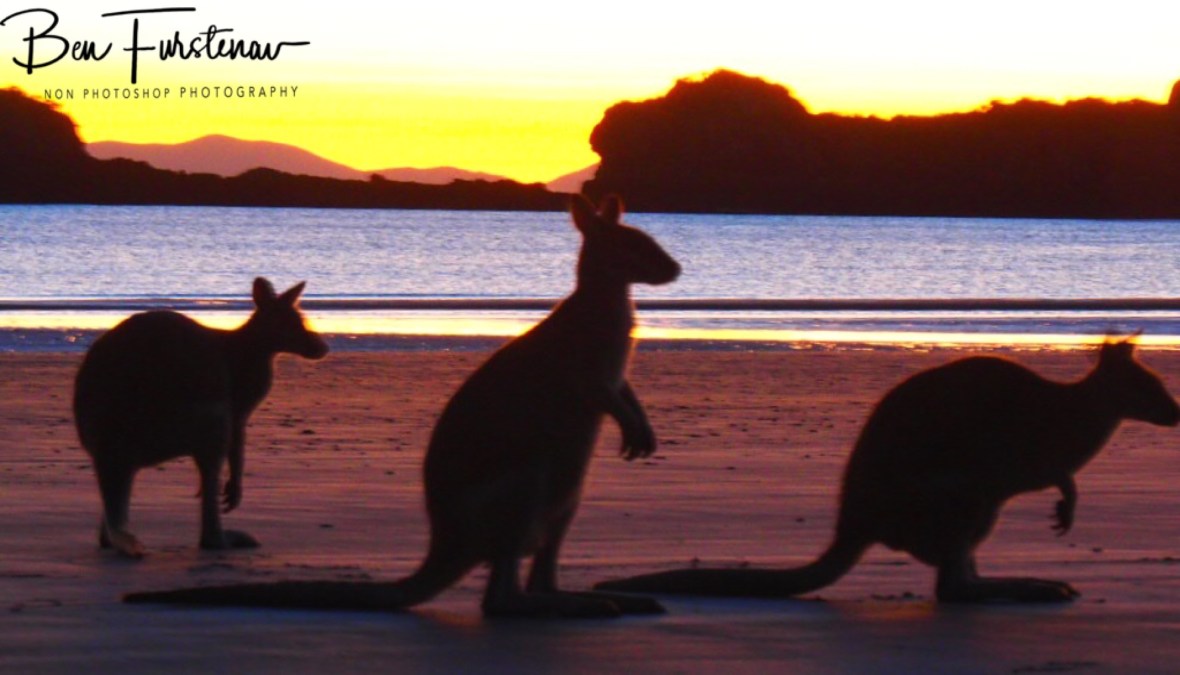 Sunrise goers at Cape Hillsborough, Queensland, Australia 