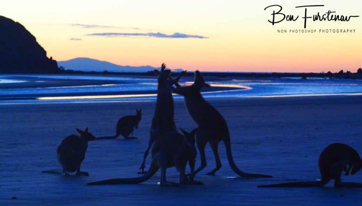 Boxing ring of spectators at Cape Hillsborough, Queensland, Australia 