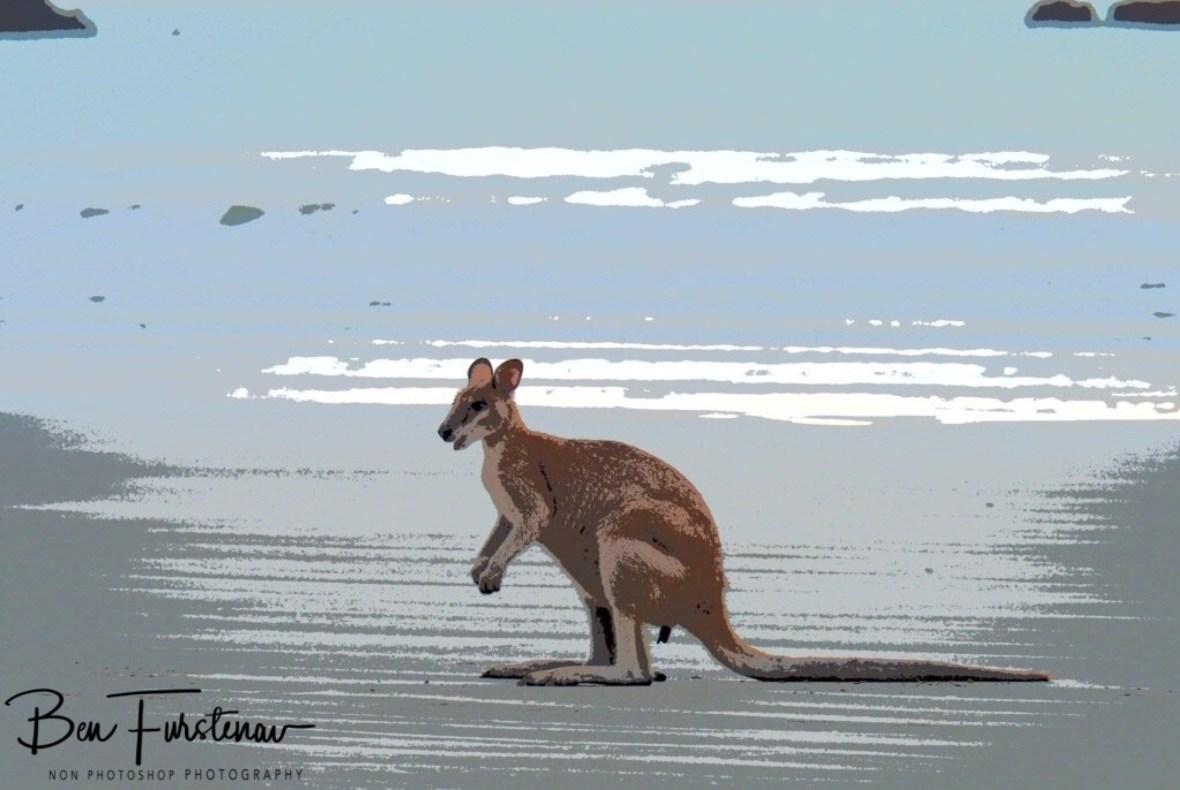 Young male agile wallaby in painting setting at Cape Hillsborough, Queensland, Australia 