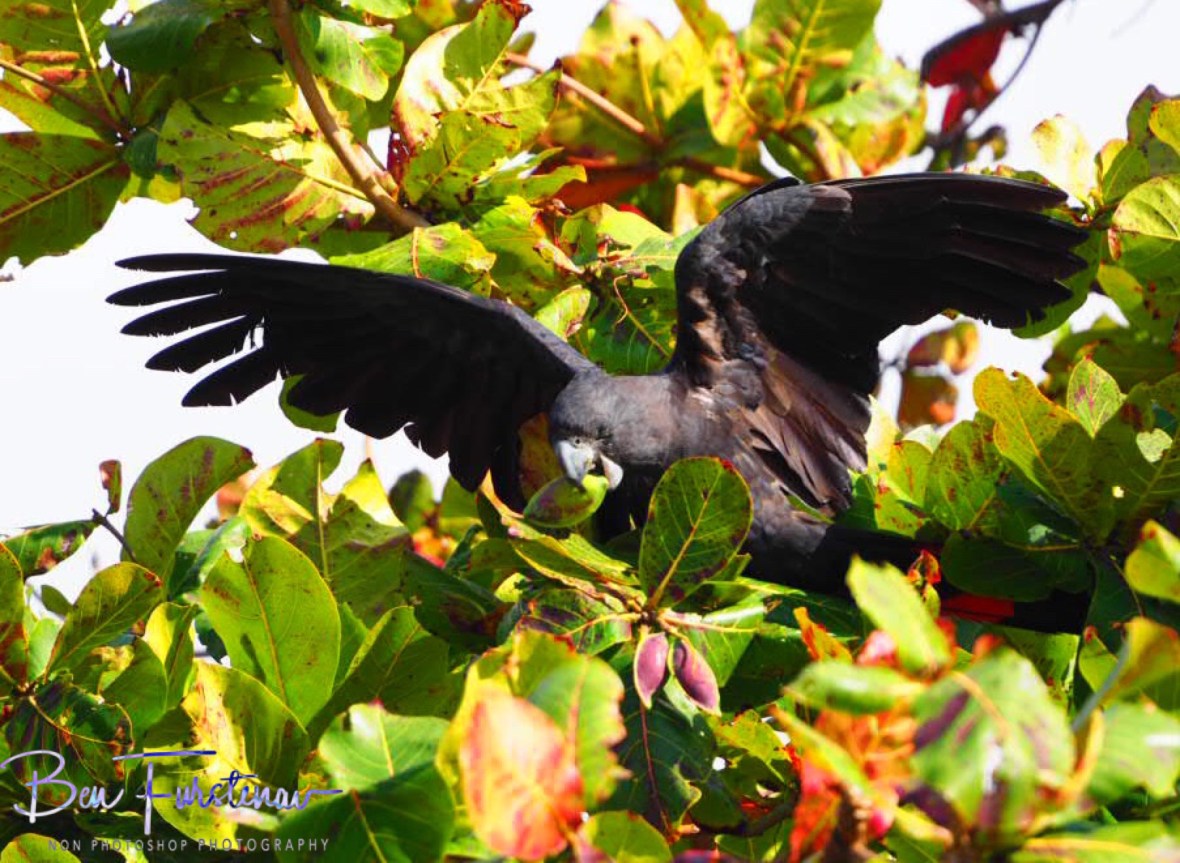 A fruity selection in Townsville, Queensland, Australia 