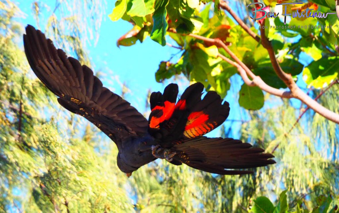 Bright red tail feathers are easy to reckognise for male black cockatoos in Townsville, Queensland, Australia 