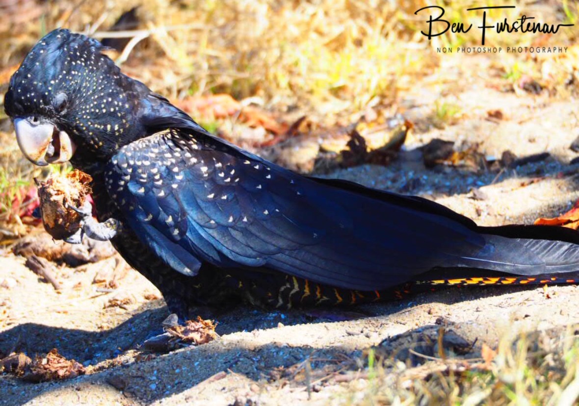 No danger in sight in Townsville, Queensland, Australia 