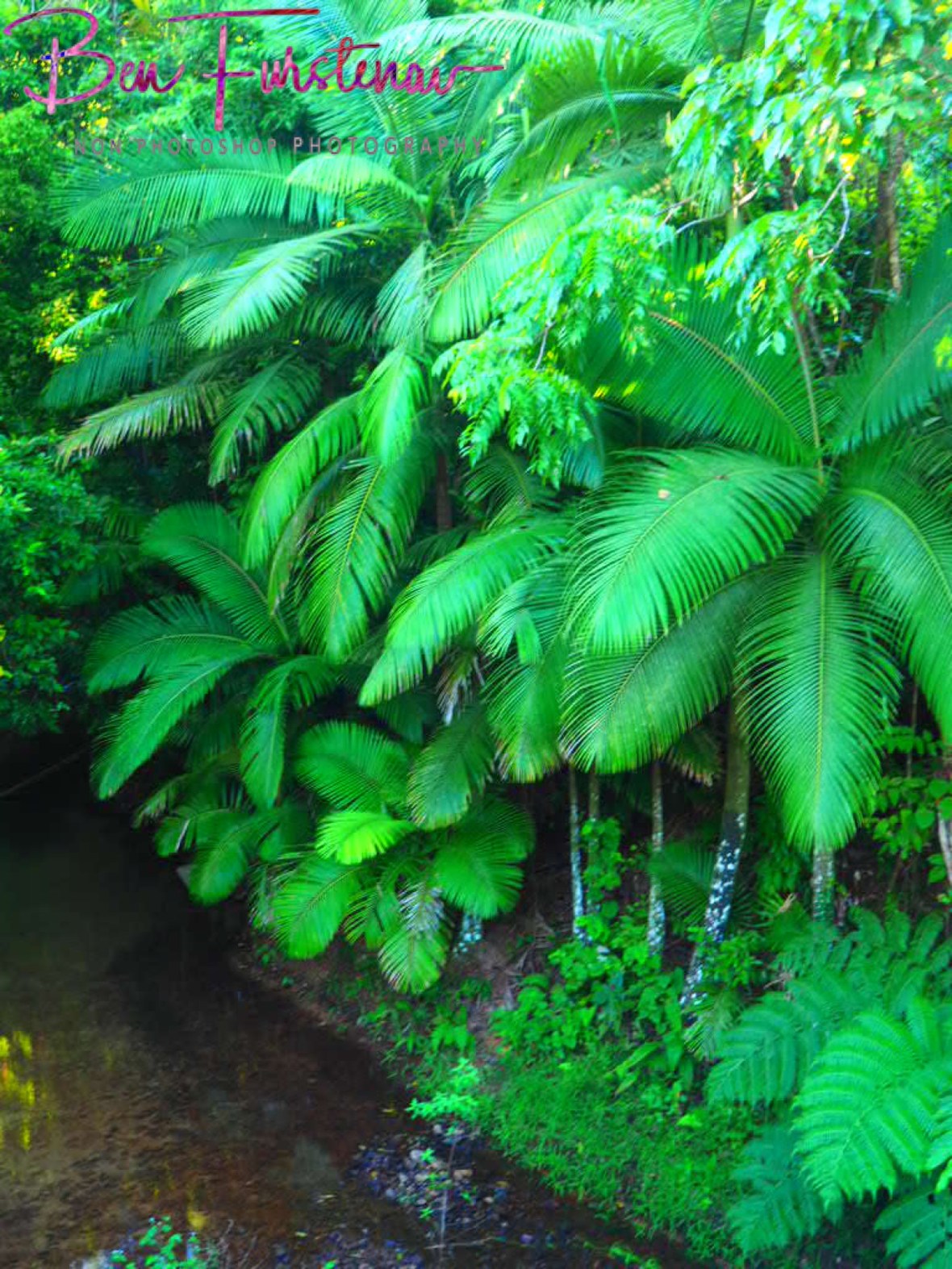 Tall green ferns banked at clear creeks at Mission Beach, Queensland, Australia 