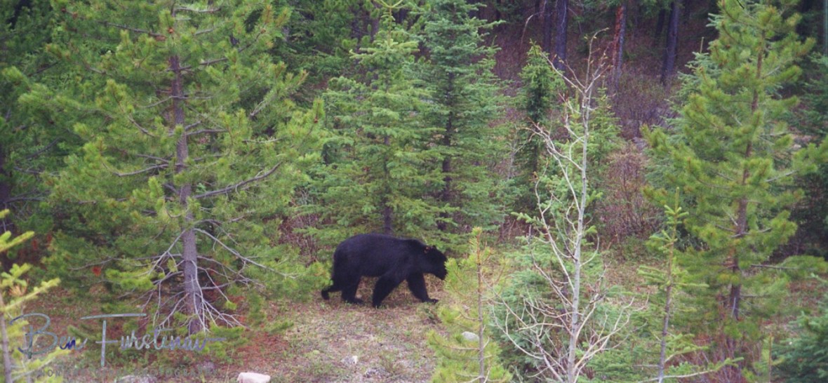 A young black bear foraging for food in the Rocky Mountains, Canada 