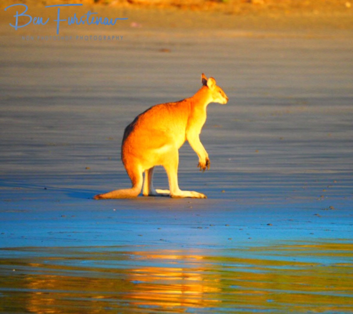 Sunny early morning light at Cape Hillsborough, Queensland, Australia 