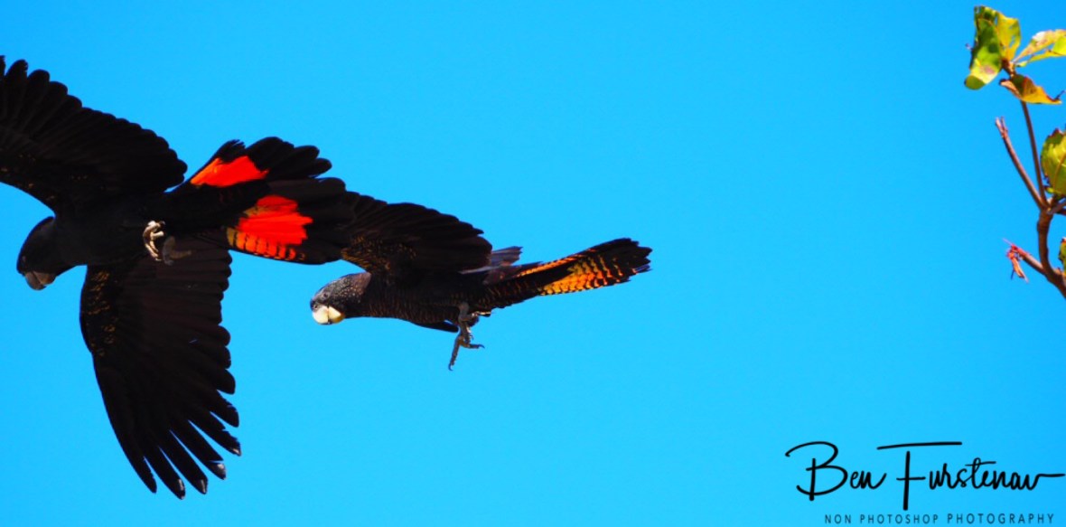 Visual differences between male and female cockatoos in Townsville, Queensland, Australia 