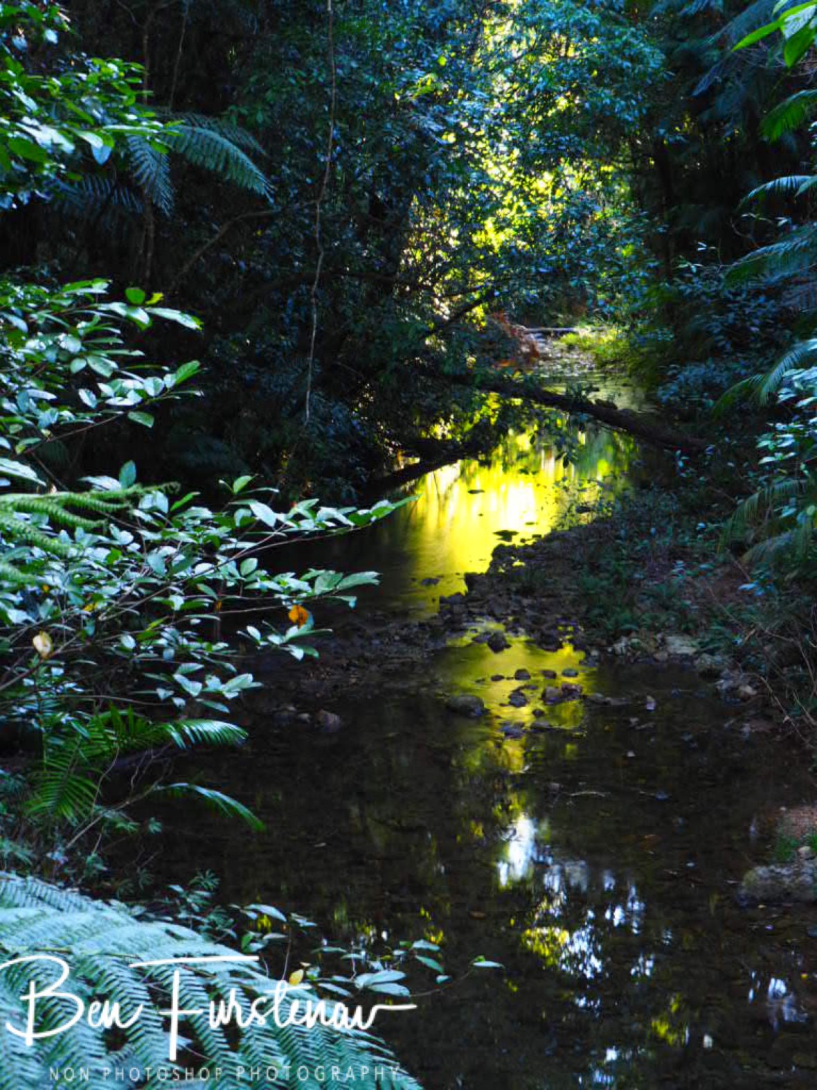 Golden reflections at Little Crystal Creek, Northern Queensland, Australia 