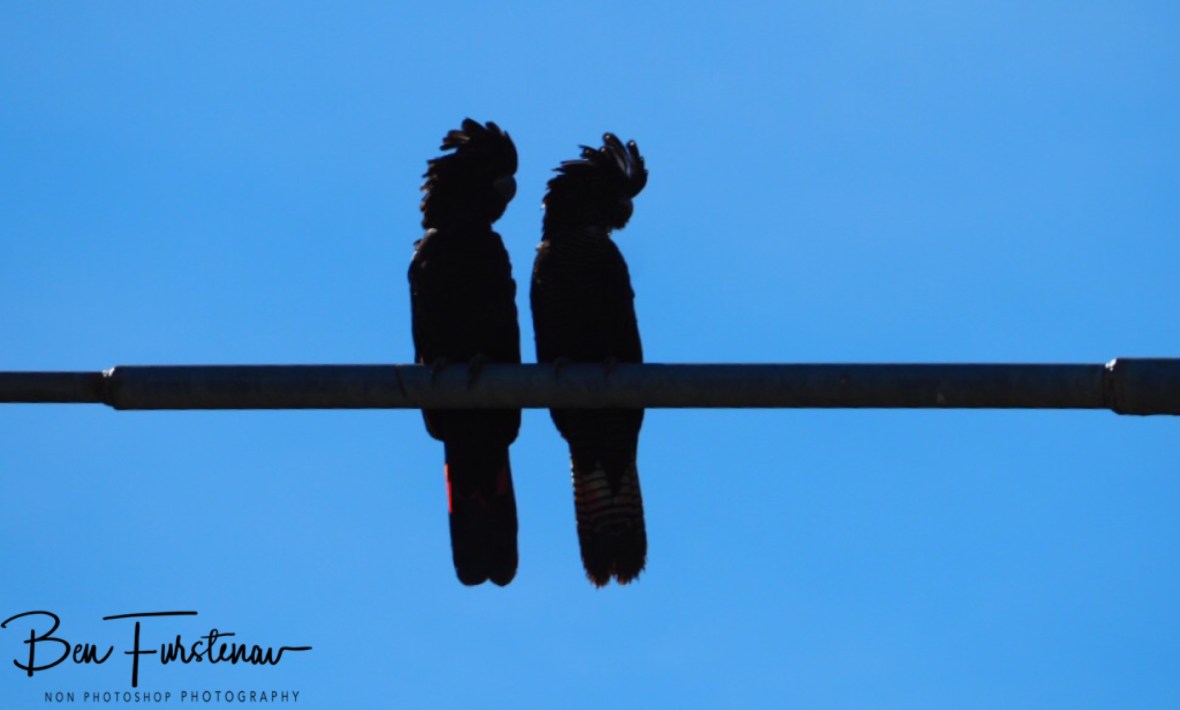 Overlooking their kingdom in Townsville, Queensland, Australia 