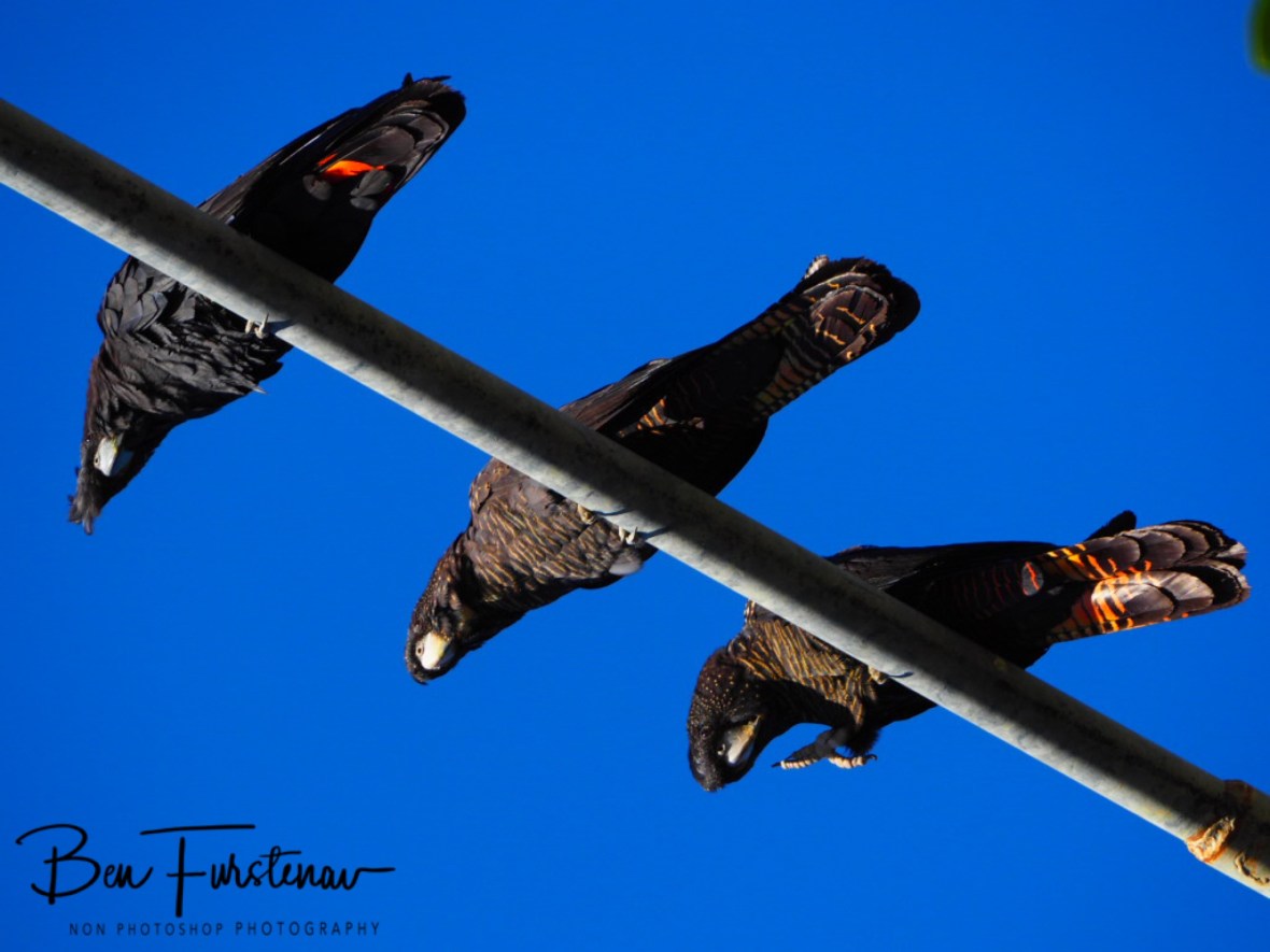 Royal family, Townsville, Queensland, Australia 