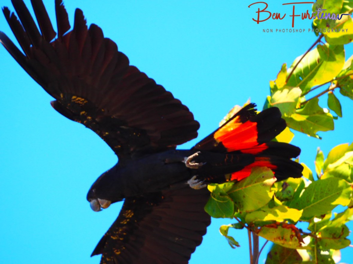 Agile acrobats, Townsville, Queensland, Australia 
