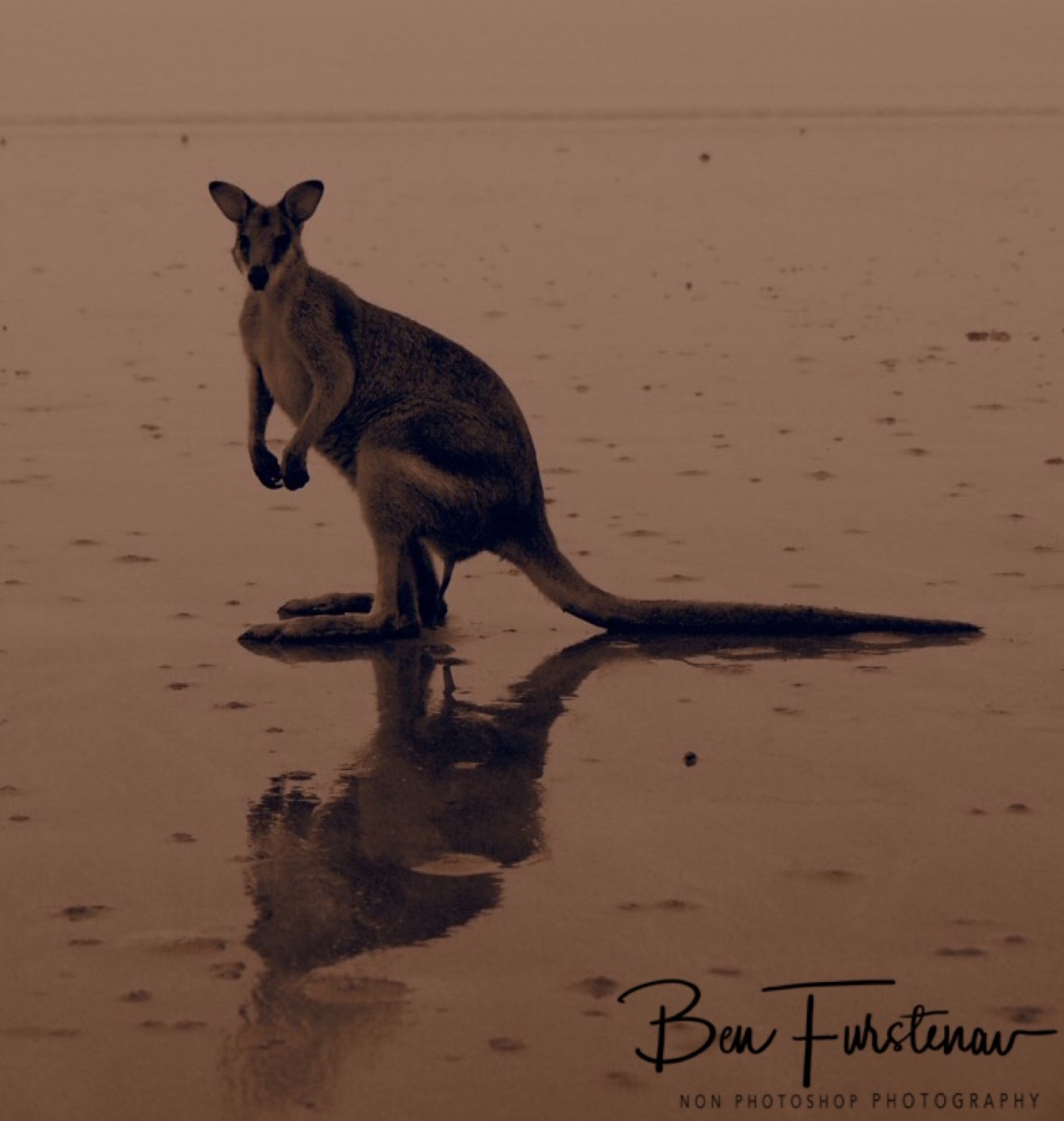 Wet beach reflections in sepia at Cape Hillsborough, Queensland, Australia 