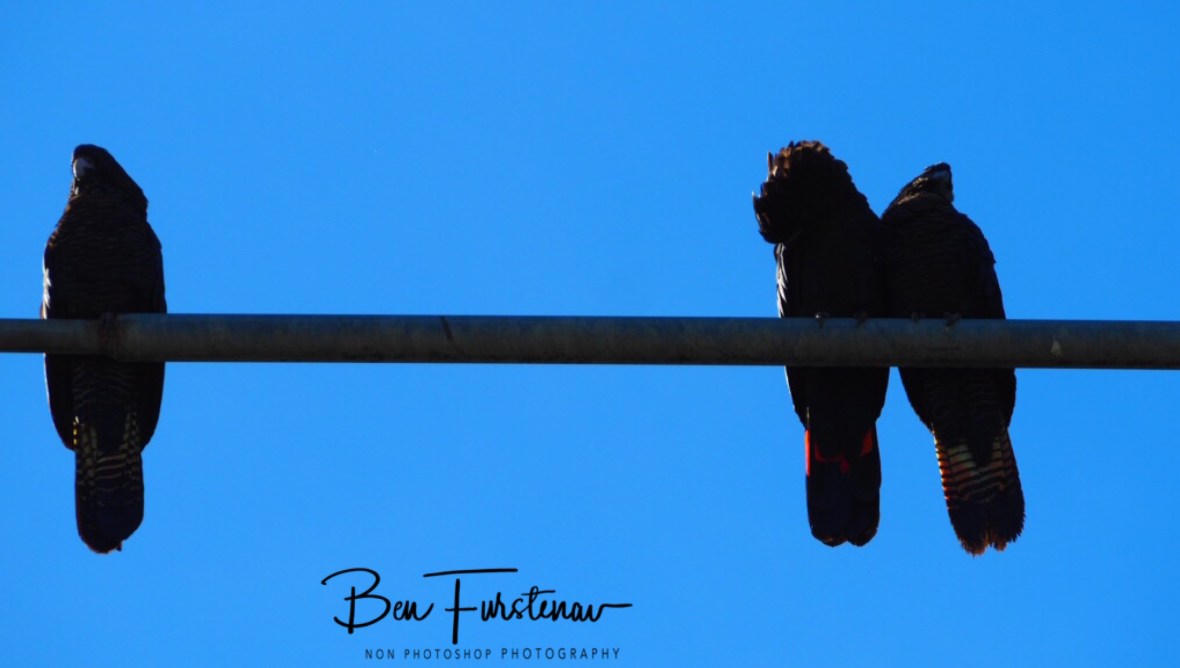 Three Stoogees in Townsville, Queensland, Australia 