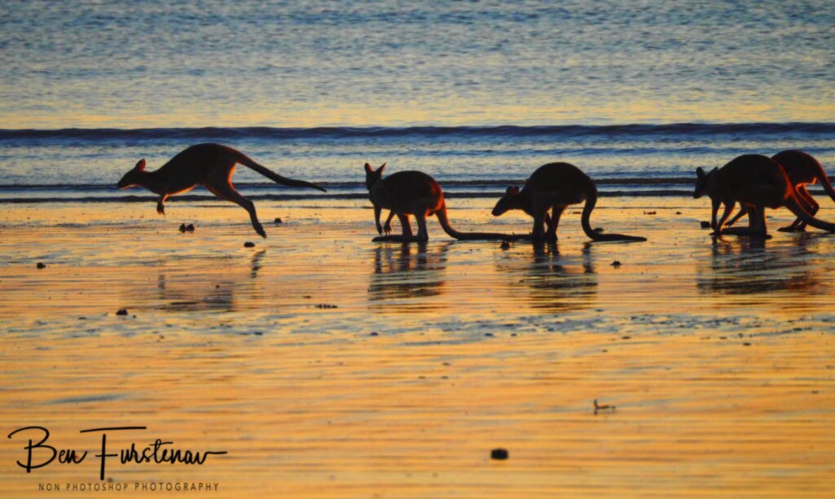 Let’s move it, Cape Hillsborough, Queensland, Australia 