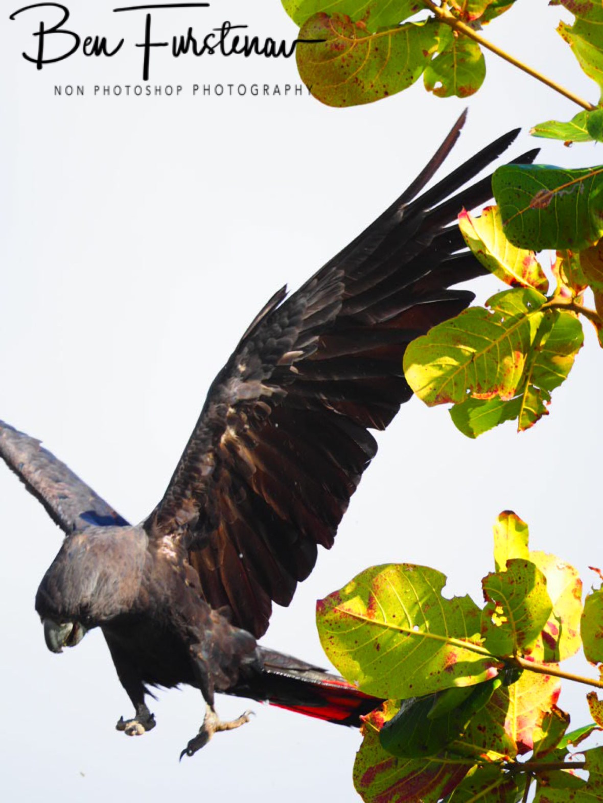 Full belly gravity in Townsville, Queensland, Australia 