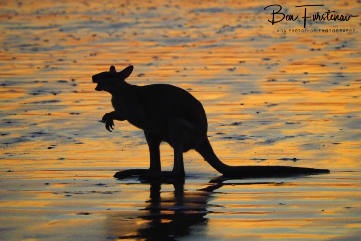 Regurgitating on the beach at Cape Hillsborough, Queensland, Australia