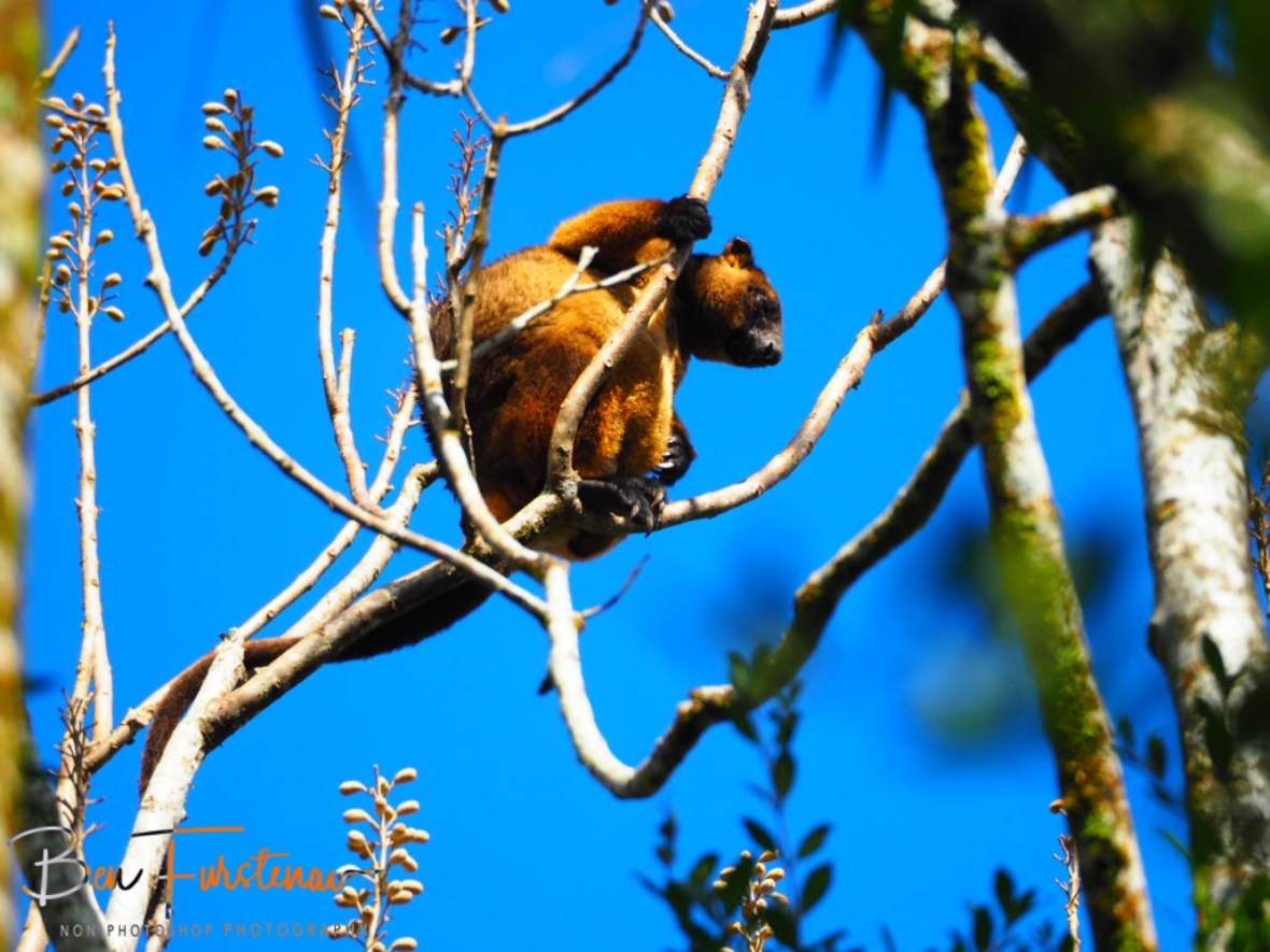 Lumholz Tree Kangaroo is an endangered species and lives nowhere else then in Atherton Tablelands, Queensland, Australia