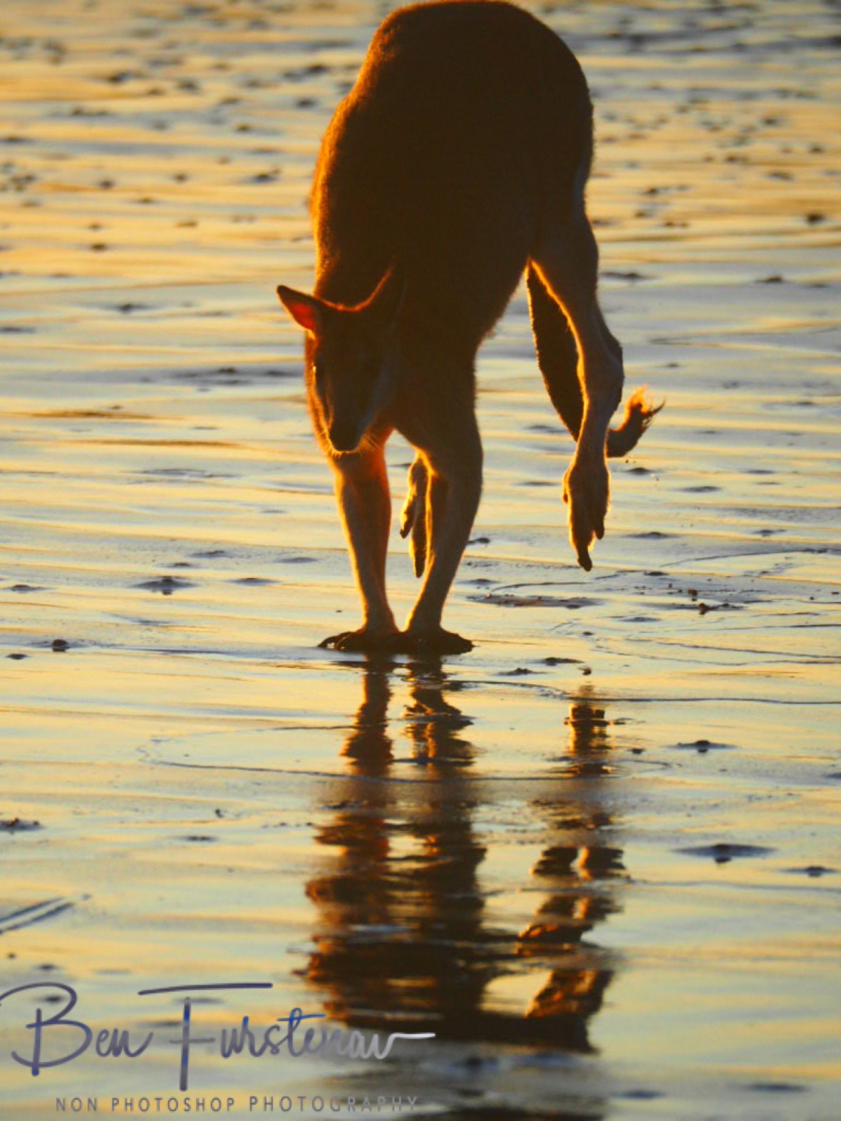 Insured  worrier at Cape Hillsborough, Queensland, Australia 
