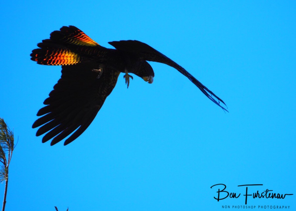Colourful display in Townsville, Queensland, Australia 