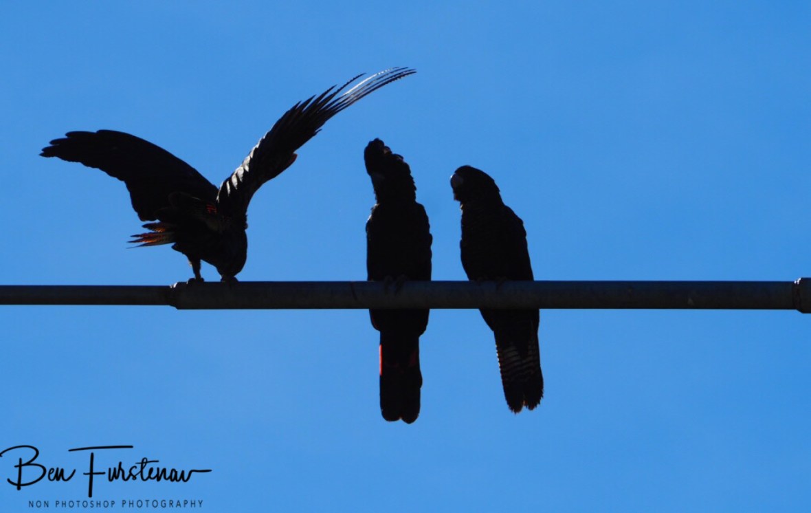 Take a bow, Townsville, Queensland, Australia