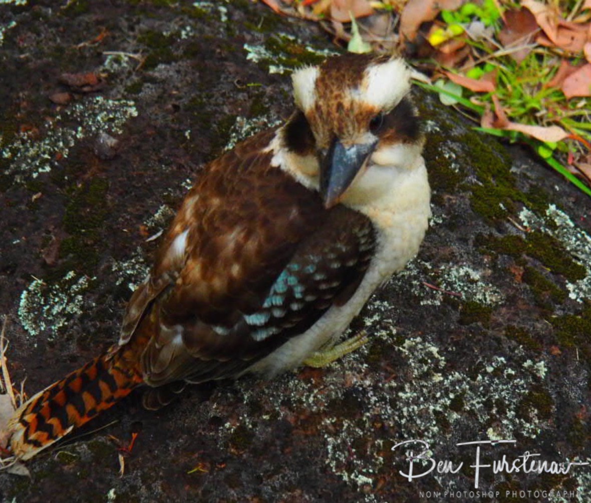 Spangled wings, Atherton Tablelands, Far North Queensland, Australia