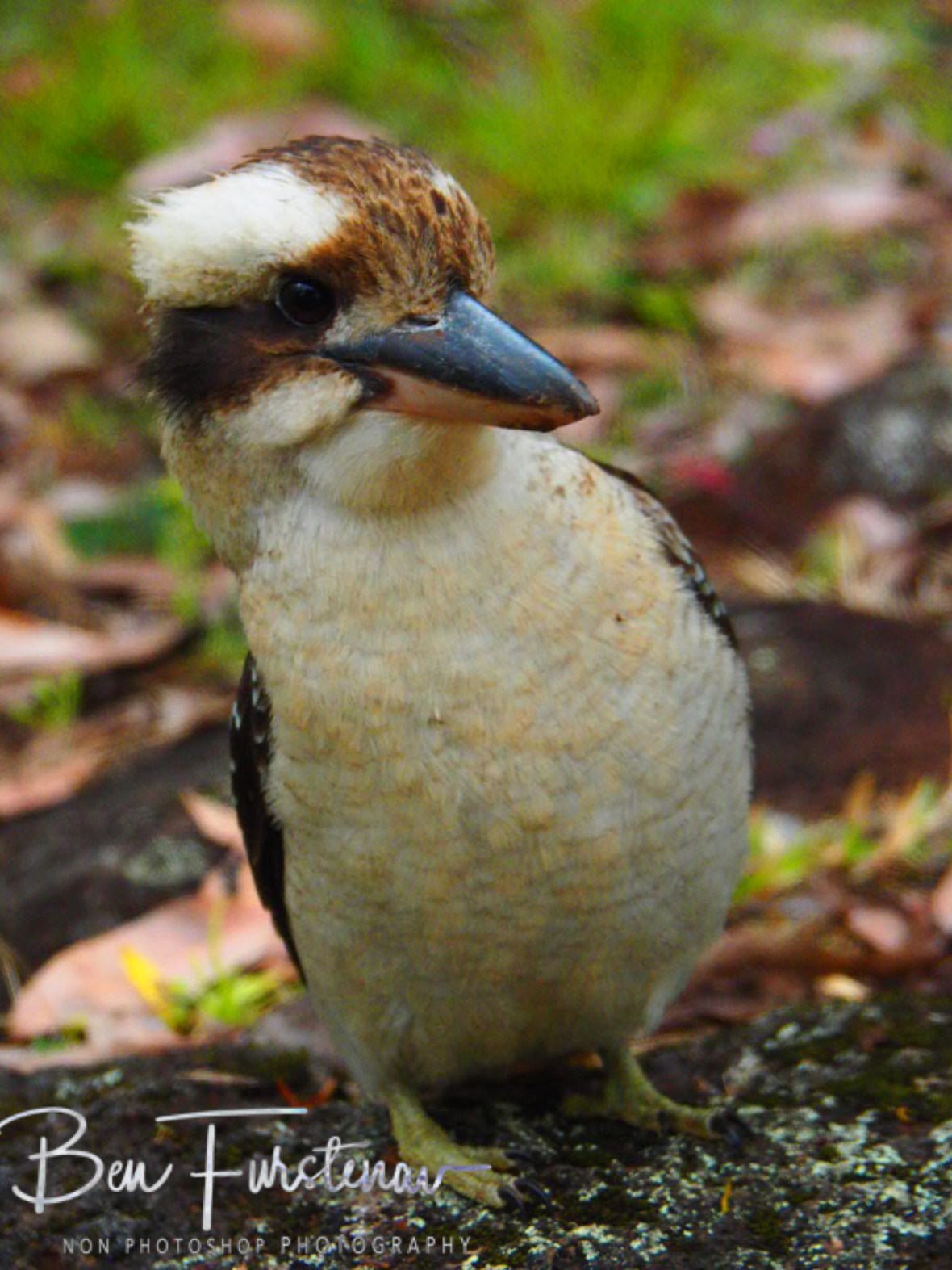 What’s going on over there? Atherton Tablelands, Far North Queensland, Australia 