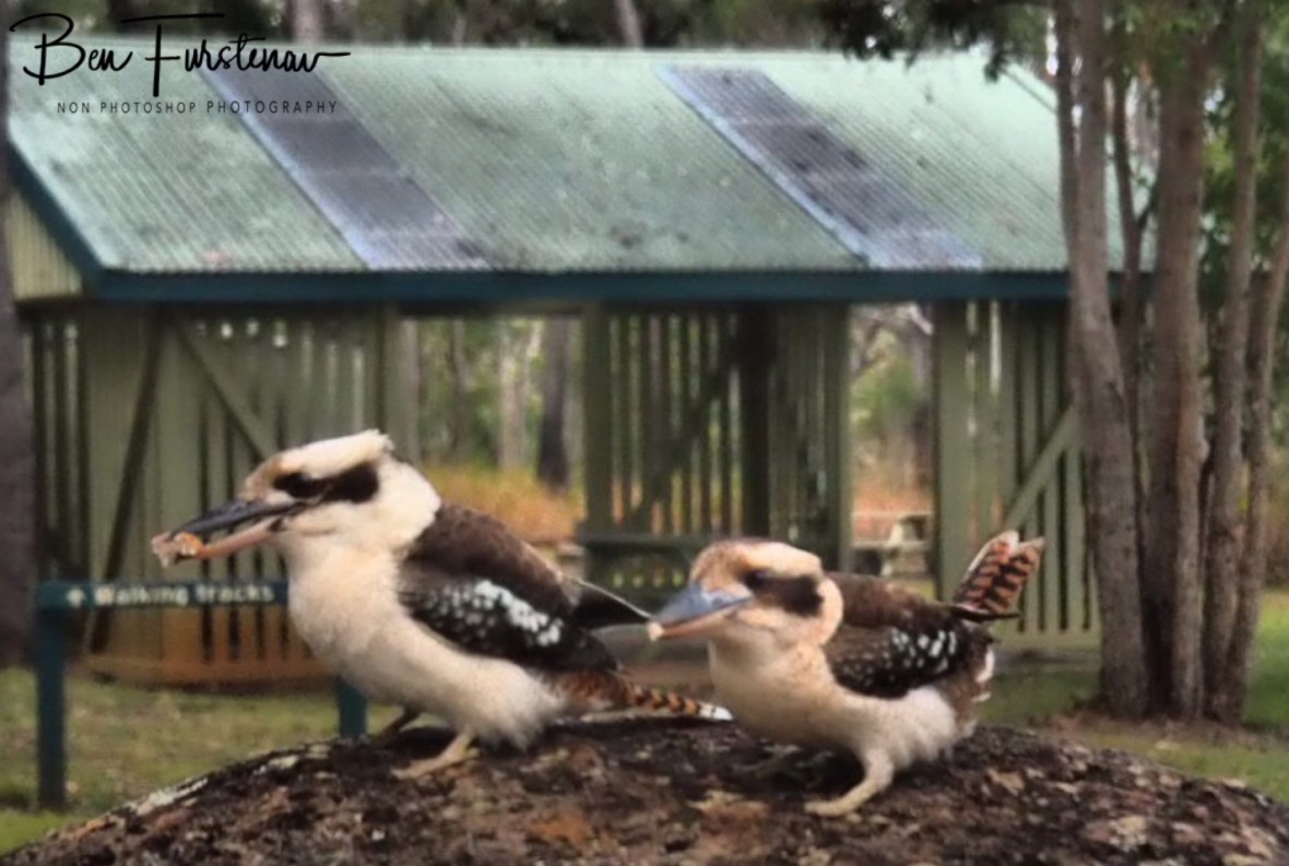 Laughing kookaburra parents at Atherton Tablelands, Far North Queensland, Australia